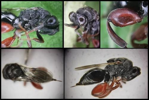 Réf. 321 968 : Antrocephalus hypsopygiae